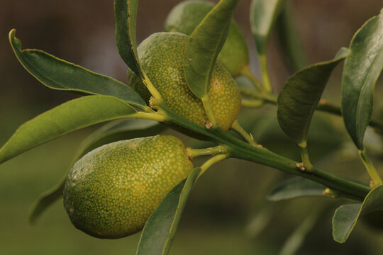 natural kumquat fruit photo on tree
