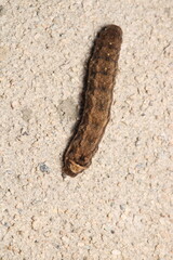 cimbex femoratus fly larva macro photo