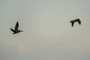 pájaros aves del mar volando sobre el océano con el cielo de fondo sintiendo la libertad y tranquilidad del viento siendo libres