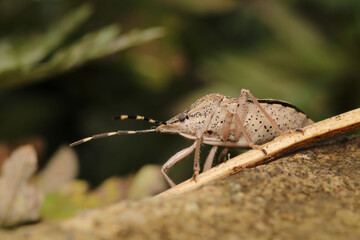 Halyomorpha Halys insect macro photo