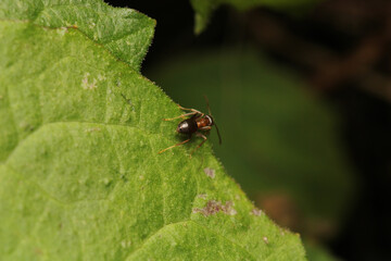 Black carpenter ant macro photo