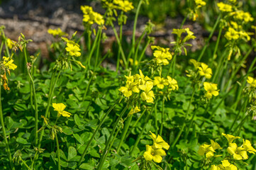 yellow flowers growing on the seashore 1