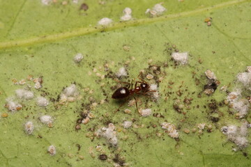 Black carpenter ant macro photo