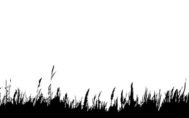 Image of a monochrome reed,grass or bulrush on a white background.Isolated vector drawing.Black grass graphic silhouette.