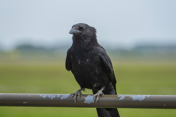 Black crow sitting on a fence