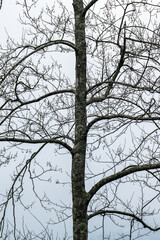 tree on clear sky in winter