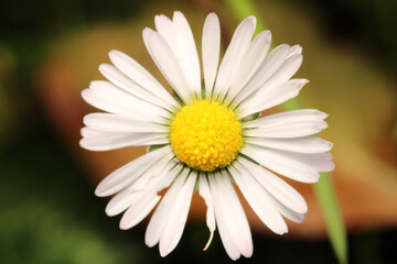 Natural Bellis Perennis Macro Photo © Recep