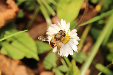 natural eupeodes flower fly photo