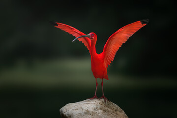 Scarlet Ibis (Eudocimus ruber) with Open Wings