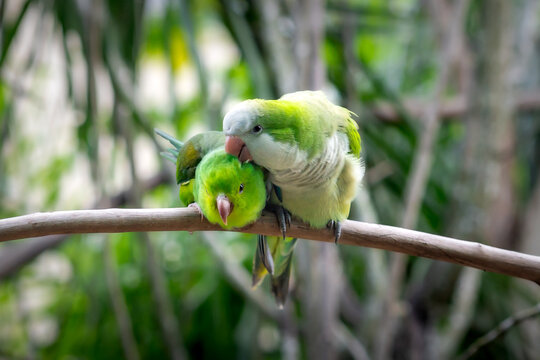 Monk parakeet (Myiopsitta monachus) and Plain parakeet (Brotogeris tirica) Grooming