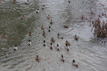 Fototapeta premium A group of people swimming in a lake