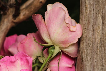pink pelargonium zonale flower macro