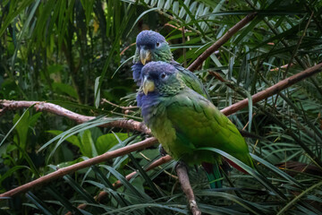 Pair of Scaly-headed Parrots (Pionus maximiliani)