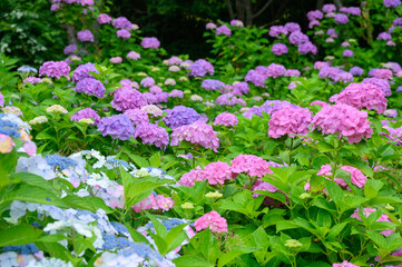 紫陽花群生する上磯ダム