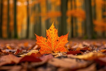 Naklejka na ściany i meble Single maple leaf on a forest floor in autumn