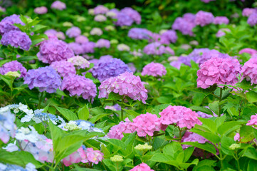 紫陽花群生する上磯ダム