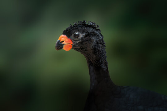 Male Red-billed Curassow (Crax blumenbachii)