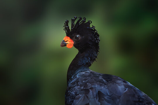 Male Red-billed Curassow (Crax blumenbachii)