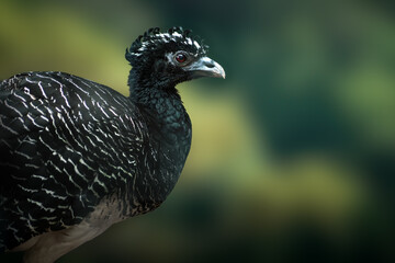 Female Bare-faced curassow (Crax fasciolata)