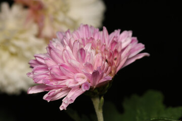 alpine aster pink flower macro photo