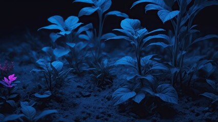 Fototapeta na wymiar blue young plants on black