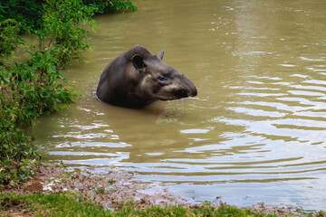 Lowland Tapir (Tapirus terrestris) swimming or South American Tapir