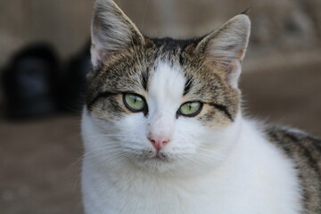 Obraz premium tiny blue eyed kittens photo