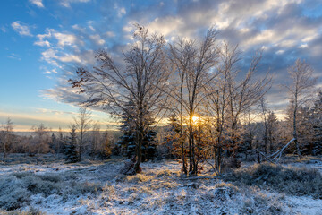 Wintermorgen im Wald