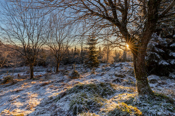 Wintermorgen im Wald