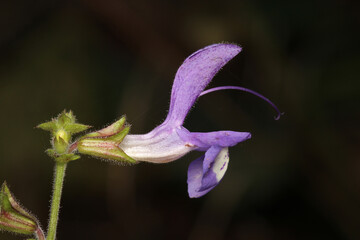 natural purple salvia miltiorrhiza photo