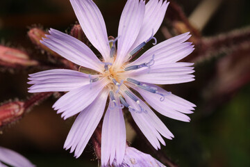 natural cichorium intybus flower photo - obrazy, fototapety, plakaty