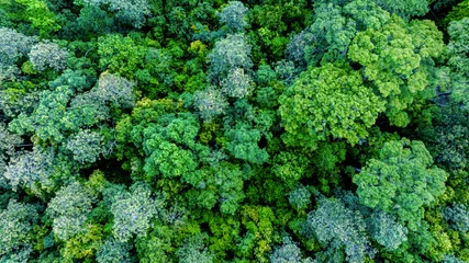 Papier Peint photo Vert Aerial view of nature green forest and tree. Forest ecosystem and health concept and background, texture of green forest from above.Nature conservation concept.Natural scenery tropical green forest.
