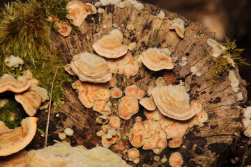 natural tree mushroom macro photo