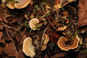 natural tree mushroom macro photo
