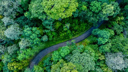 Foto op Canvas Aerial top view road in forest with car motion blur. Winding road through the forest. Car drive on the road between green forest. Ecosystem ecology healthy environment road trip. © Darunrat