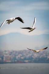 Fototapeta na wymiar Seagulls flying in the sky.