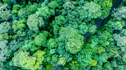 Aerial view of nature green forest and tree. Forest ecosystem and health concept and background, texture of green forest from above.Nature conservation concept.Natural scenery tropical green forest.