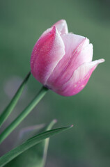 Pink tulip isolated on green, macro photo