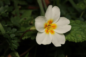 rubus canescens white flower raindrops macro photo