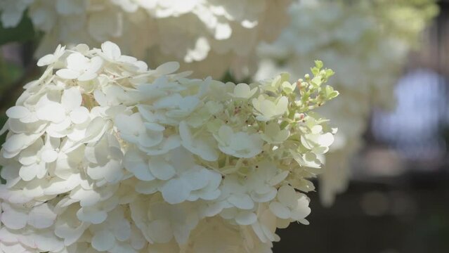 beautiful white buds of  hydrangea  blossom  in garden. macro footage