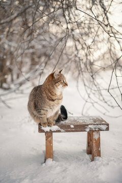 A photo of a brown cat outside in winter.