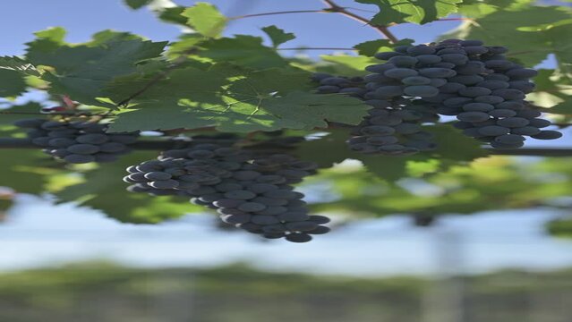 Toma contrapicada de racimo de uva tinta de parral con fondo desenfocado