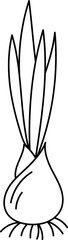 Fototapeta premium Growing Onion Outline