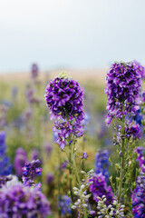 Obraz premium meadow with purple flowers on a sunny day and blue sky