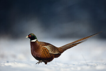 Bird - Common pheasant Phasianus colchius Ring-necked pheasant in natural habitat wildlife Poland Europe, winter time snowy meadow