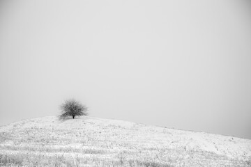 Black and white winter landscape alone tree on the hill white background white sky snowy field - obrazy, fototapety, plakaty