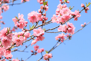 桜の季節