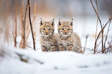Fotobehang two lynxes in a snowy clearing © stickerside