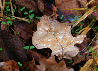 autumn oak leaf with water drops