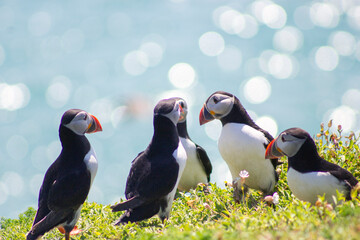 catching up on the news - puffin chat
